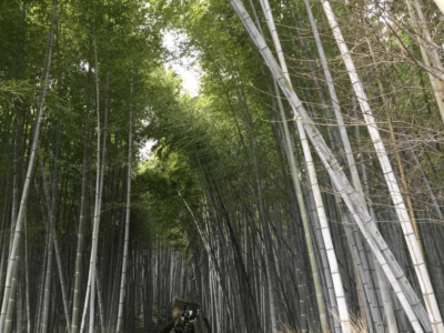 京都・奈良研修